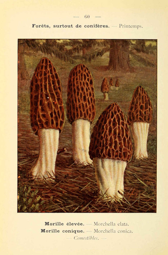 champignons (46)