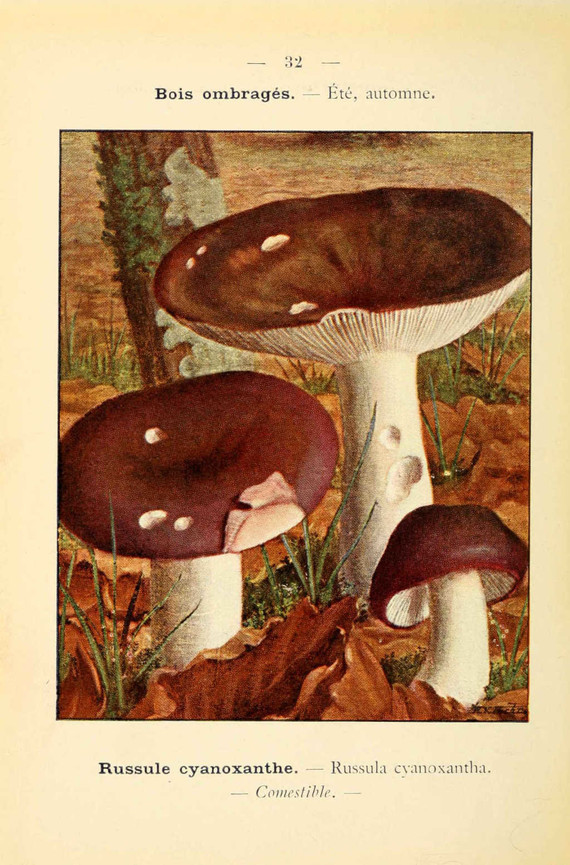 champignons (52)
