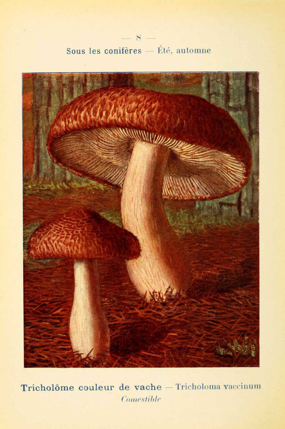 champignons (56)