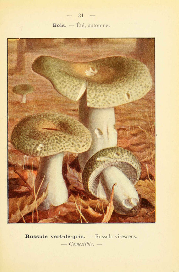 champignons (54)