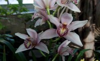 orchidees_paris (11)