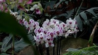 orchidees_paris (16)