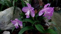 orchidees_paris (22)