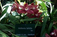 orchidees_paris (24)