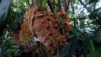 orchidees_paris (18)