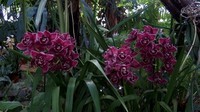 orchidees_paris (23)