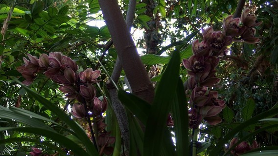 orchidees_paris (15)