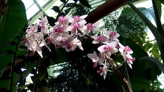orchidees_paris (25)