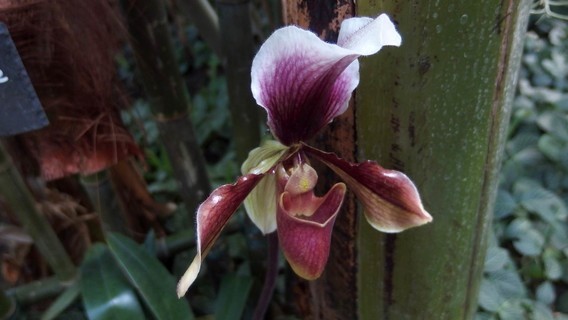 orchidees_paris (30)