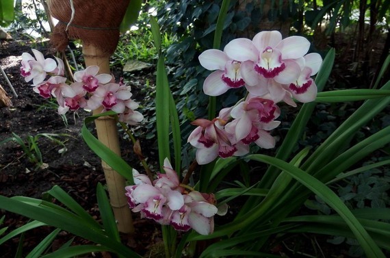 orchidees_paris (29)