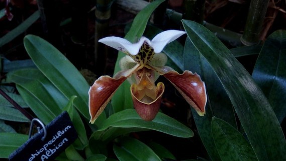orchidees_paris (31)