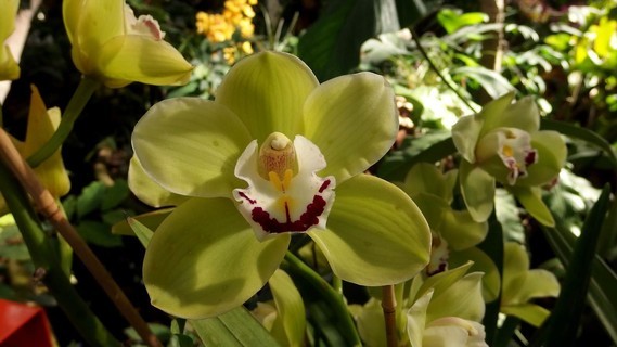 orchidees_paris (33)
