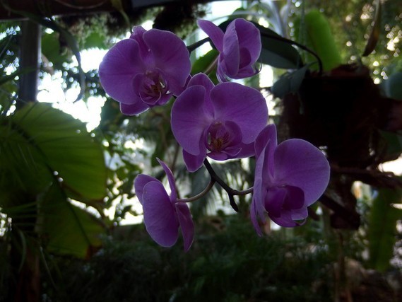 orchidees_paris (27)