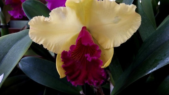 orchidees_paris (38)