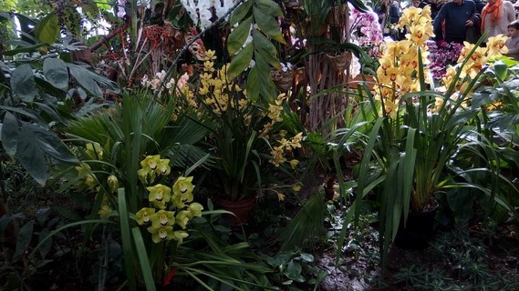 orchidees_paris (20)