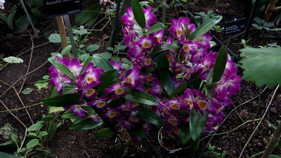 orchidees_paris (42)