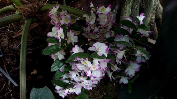 orchidees_paris (45)
