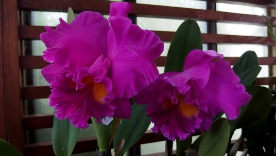 orchidees_paris (39)