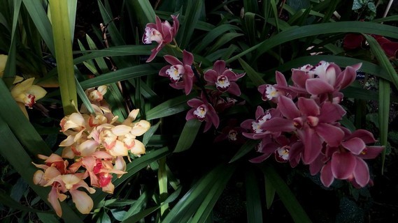orchidees_paris (35)