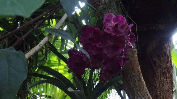 orchidees_paris (43)