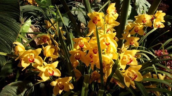 orchidees_paris (34)