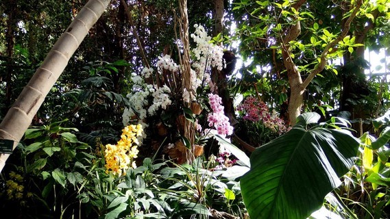 orchidees_paris (19)