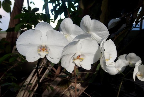 orchidees_paris (54)
