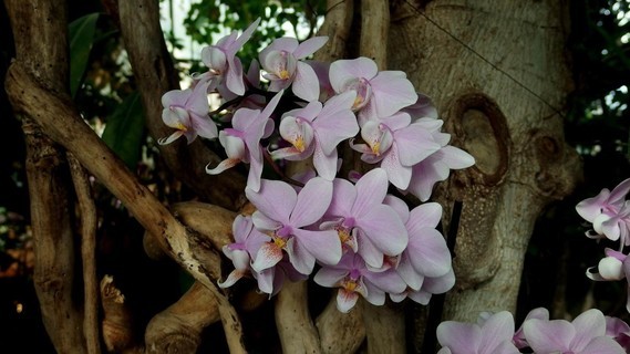 orchidees_paris (50)