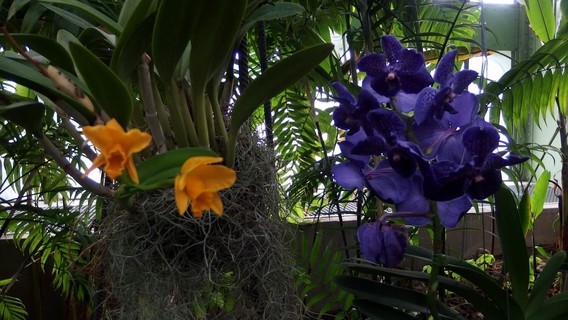 orchidees_paris (44)