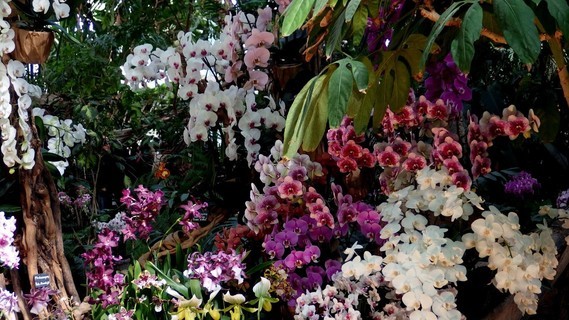 orchidees_paris (46)