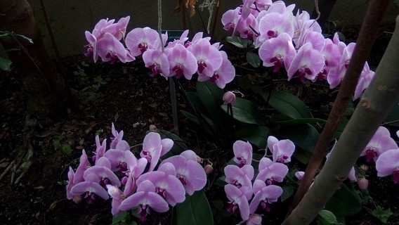 orchidees_paris (52)