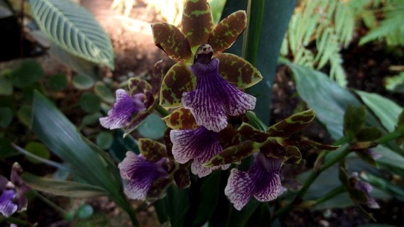 orchidees_paris (47)