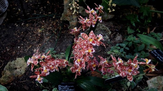 orchidees_paris (48)