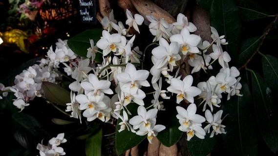 orchidees_paris (53)