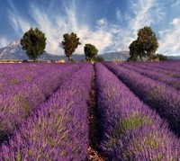 Provence (24)