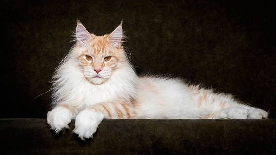 Maine_coon (16)