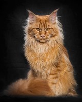 Maine_coon (15)