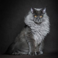 Maine_coon (20)