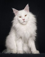Maine_coon (19)