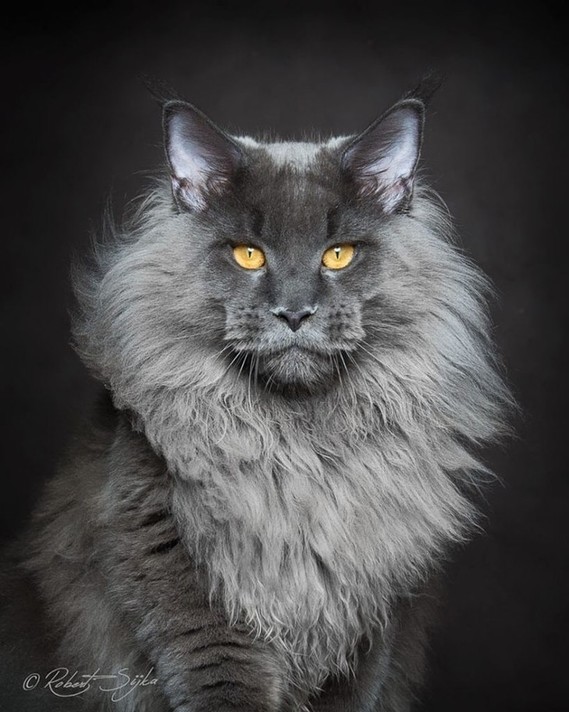 Maine_coon (17)