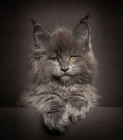 Maine_coon (13)