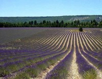Provence (12)