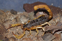 scorpions (12)