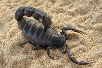 scorpions (11)