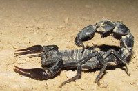scorpions (14)