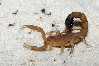 scorpions (15)