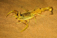 scorpions (16)