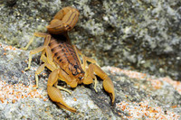 scorpions (29)