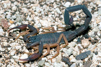 scorpions (23)