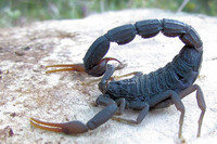 scorpions (28)